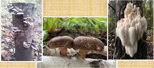 Mushroom Cultivation Workshop